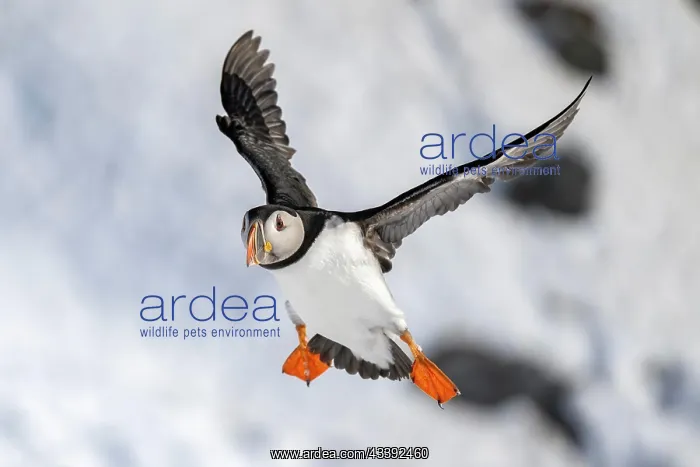 : Puffin (Fratercula arctica) in flight, Hornoya Island : Puffin (Fratercula arctica) in flight, Hornoya Island