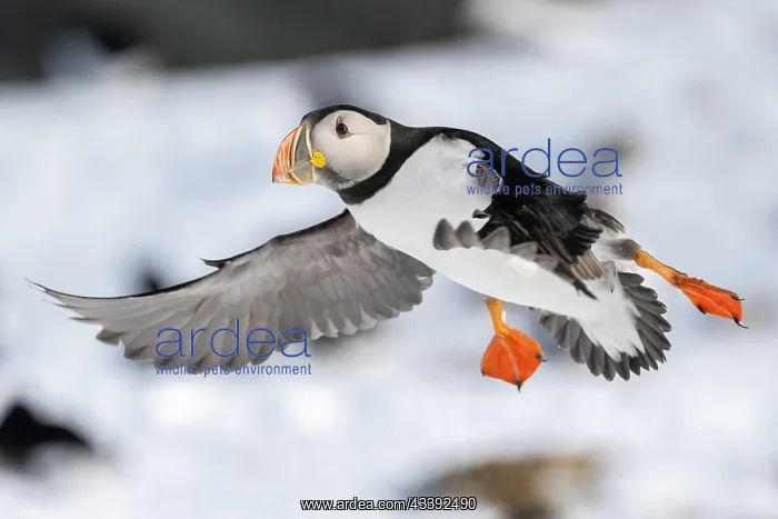 : Puffin (Fratercula arctica) in flight, Hornoya Island : Puffin (Fratercula arctica) in flight, Hornoya Island