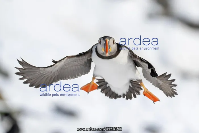 : Puffin (Fratercula arctica) in flight, Hornoya Island : Puffin (Fratercula arctica) in flight, Hornoya Island