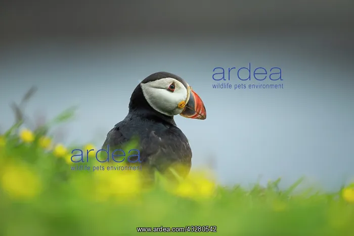  : Puffin (Fratercula arctica) in flowers