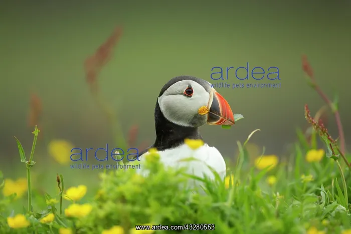 : Puffin (Fratercula arctica) in flowers : Puffin (Fratercula arctica) in flowers