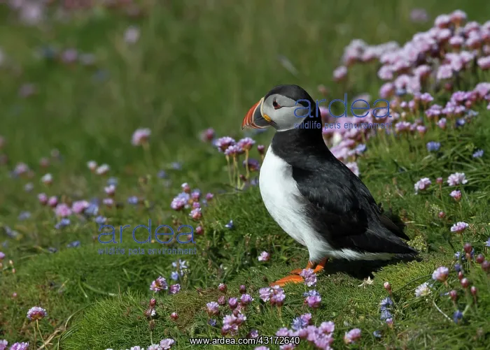 : Puffin (Fratercula arctica) amongst flowers in spring : Puffin (Fratercula arctica) amongst flowers in spring