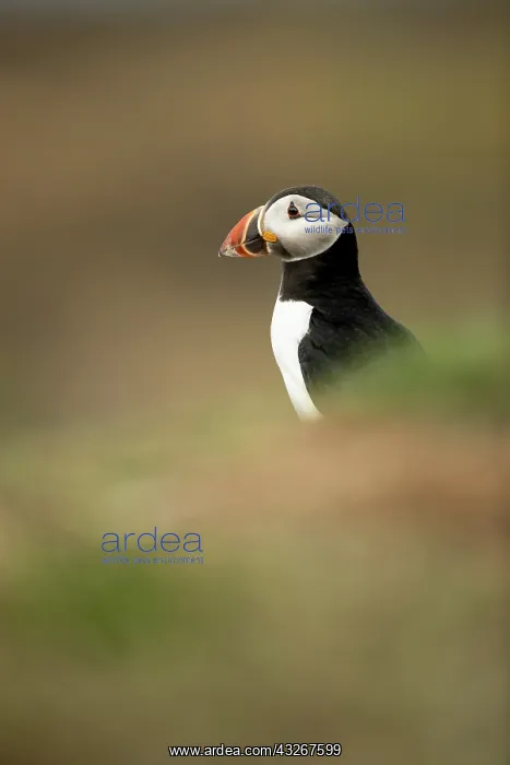 : Puffin (Fratercula arctica) in the grass : Puffin (Fratercula arctica) in the grass