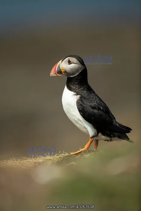 : Puffin (Fratercula arctica) in the grass : Puffin (Fratercula arctica) in the grass