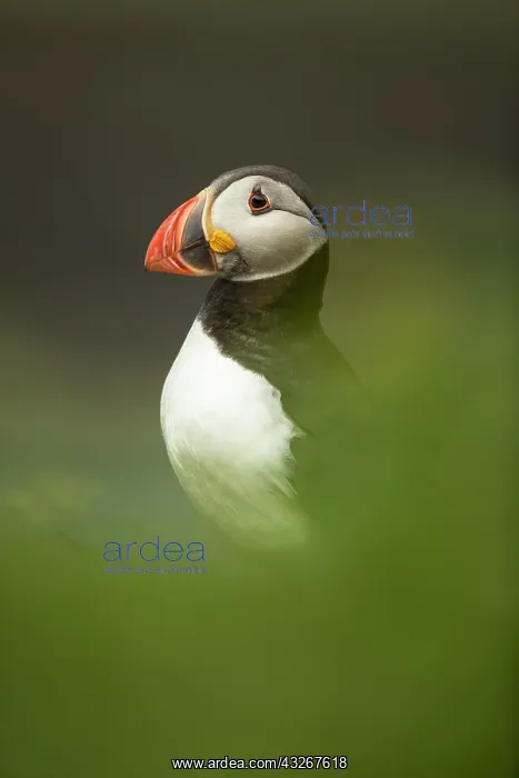 : Puffin (Fratercula arctica) in the grass : Puffin (Fratercula arctica) in the grass