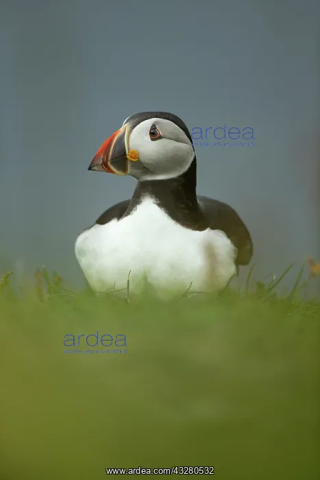 : Puffin (Fratercula arctica) in the grass : Puffin (Fratercula arctica) in the grass