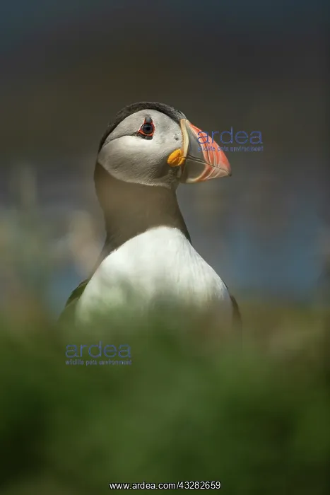 : Puffin (Fratercula arctica) in the grass : Puffin (Fratercula arctica) in the grass