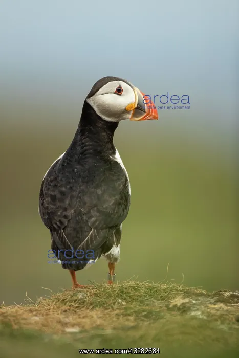 : Puffin (Fratercula arctica) in the grass : Puffin (Fratercula arctica) in the grass