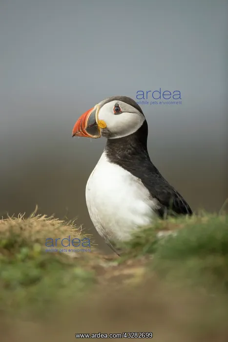 : Puffin (Fratercula arctica) in the grass : Puffin (Fratercula arctica) in the grass