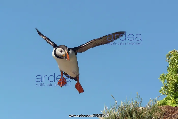 : Puffin (Fratercula arctica), Horncya, Varanger : Puffin (Fratercula arctica), Horncya, Varanger