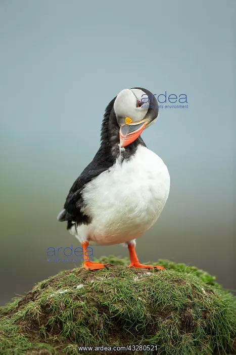 : Puffin (Fratercula arctica) preening : Puffin (Fratercula arctica) preening
