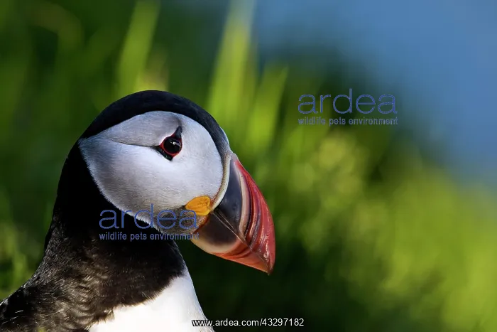 : Puffin (Fratercula arctica), Puffin, Puffin, portrait : Puffin (Fratercula arctica), Puffin, Puffin, portrait