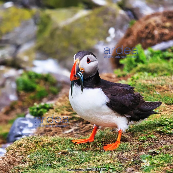 : Puffin (Fratercula arctica), Puffin, sandeels (AmmodytidaeI) : Puffin (Fratercula arctica), Puffin, sandeels (AmmodytidaeI)