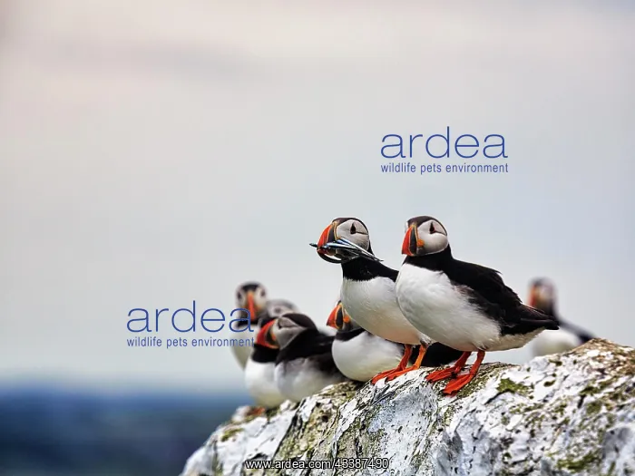 : Puffin (Fratercula arctica), Puffin on bird rock : Puffin (Fratercula arctica), Puffin on bird rock
