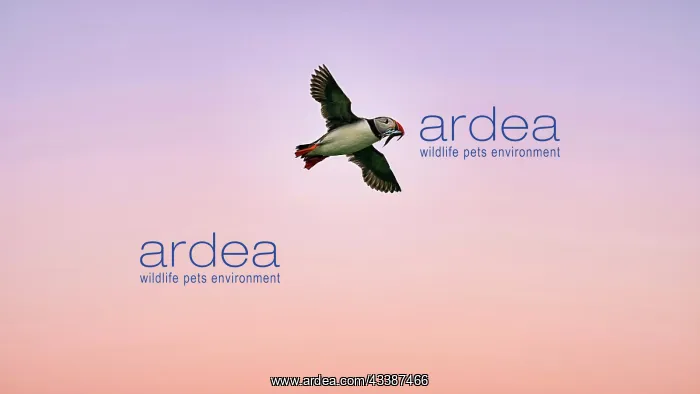 : Puffin (Fratercula arctica), Puffin flying in the : Puffin (Fratercula arctica), Puffin flying in the