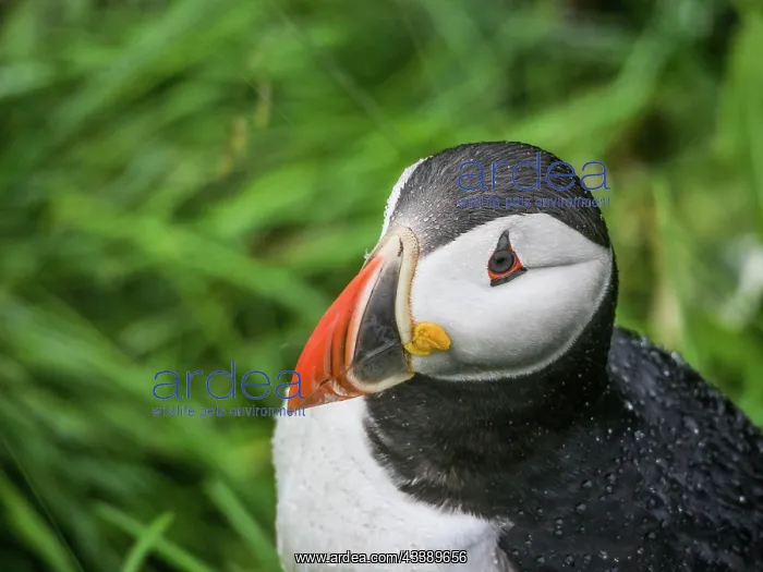 : Puffin (Fratercula arctica) in the rain, grass : Puffin (Fratercula arctica) in the rain, grass