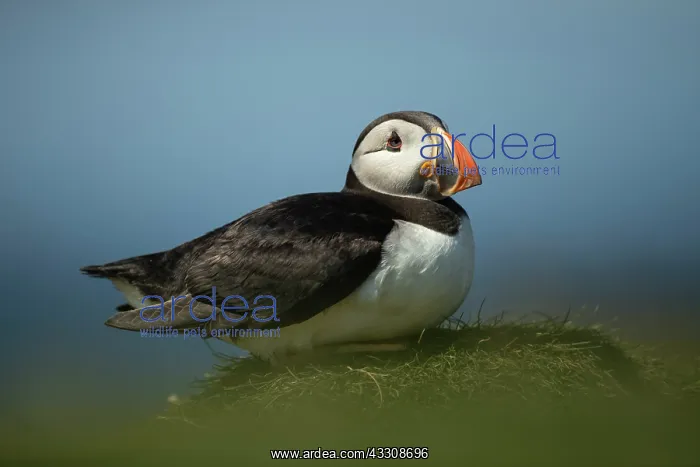 : Puffin (Fratercula arctica) resting : Puffin (Fratercula arctica) resting