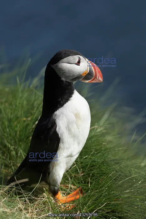 : Puffin (Fratercula arctica), Staffa, off : Puffin (Fratercula arctica), Staffa, off