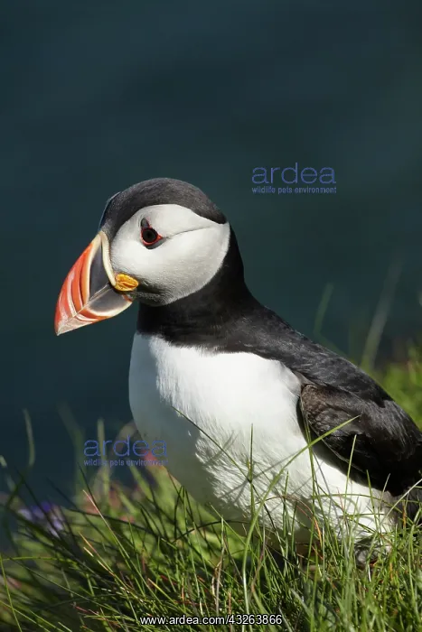 : Puffin (Fratercula arctica), Staffa, off : Puffin (Fratercula arctica), Staffa, off