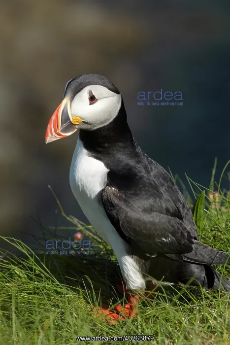 : Puffin (Fratercula arctica), Staffa, off : Puffin (Fratercula arctica), Staffa, off
