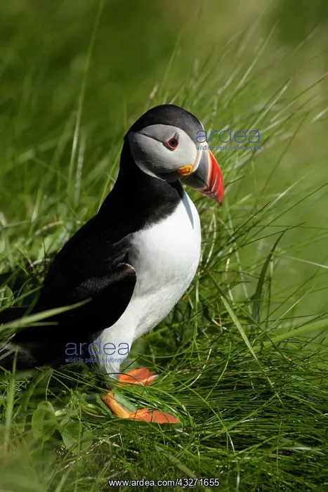 : Puffin (Fratercula arctica), Staffa, off : Puffin (Fratercula arctica), Staffa, off