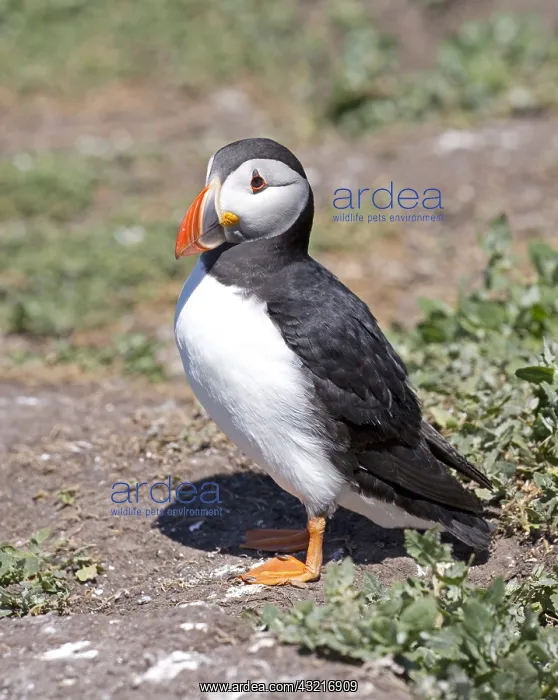  : One Puffin Fratercula arctica standing near burrow