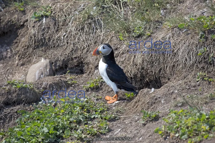 : Puffin Fratercula arctica standing near burrow Farne : Puffin Fratercula arctica standing near burrow Farne