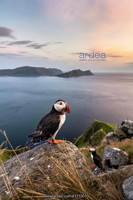 : Puffin (Fratercula arctica) standing on rock, Runde : Puffin (Fratercula arctica) standing on rock, Runde