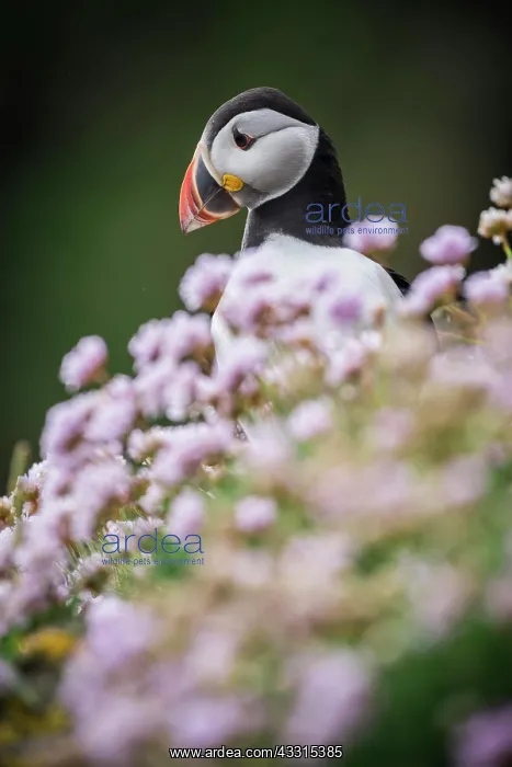 : Puffin (Fratercula arctica), Sumburgh Head, Mainland : Puffin (Fratercula arctica), Sumburgh Head, Mainland