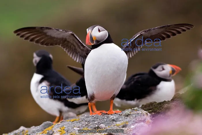 : Puffin (Fratercula arctica) with wings outspread : Puffin (Fratercula arctica) with wings outspread