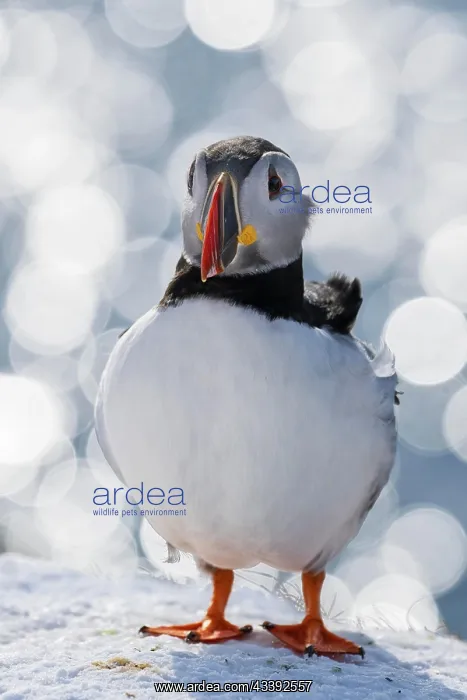 : Puffin (Fratercula arctica) in winter, circular : Puffin (Fratercula arctica) in winter, circular