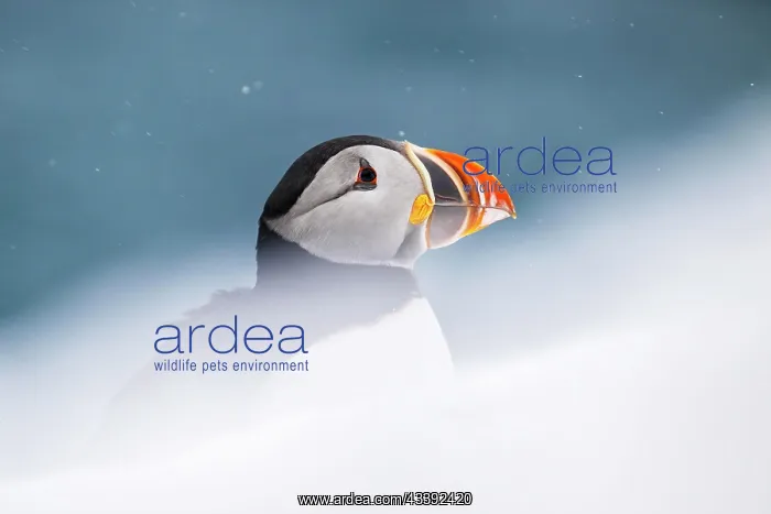 : Puffin (Fratercula arctica) in winter during snowfall : Puffin (Fratercula arctica) in winter during snowfall