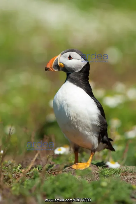  : Puffin on grass with Daisies in background