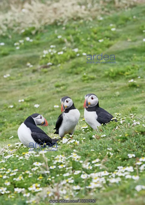 : Puffin - group of three on grass : Puffin - group of three on grass