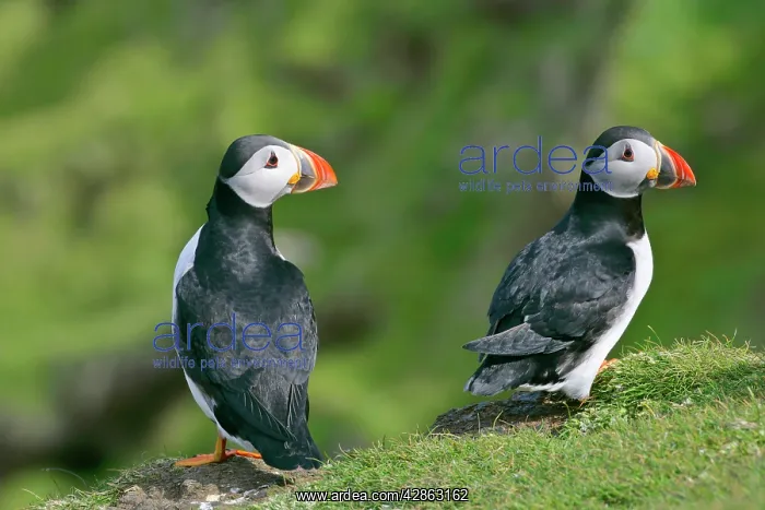  : Puffin - two individuals sitting on cliff edge