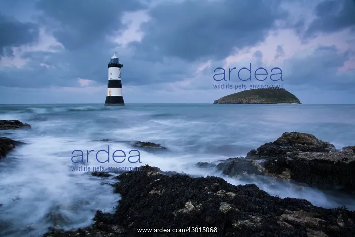 : Puffin Island and lighthouse Winter : Puffin Island and lighthouse Winter