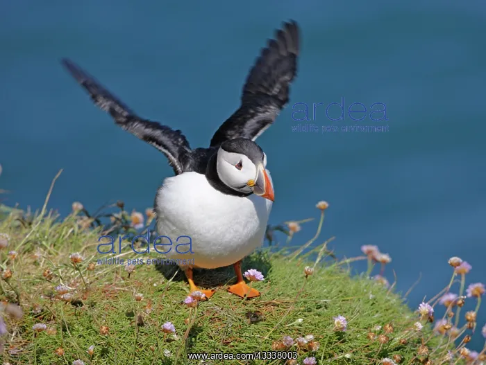 : Puffin - lands on grass ledge by sea : Puffin - lands on grass ledge by sea