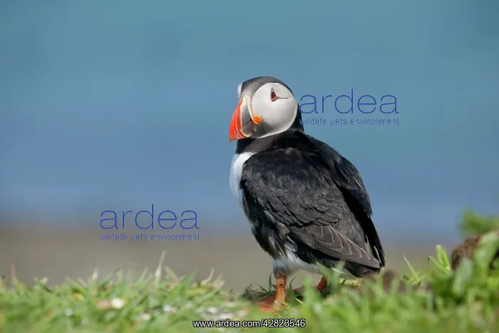 : Puffin - Lunga : Puffin - Lunga