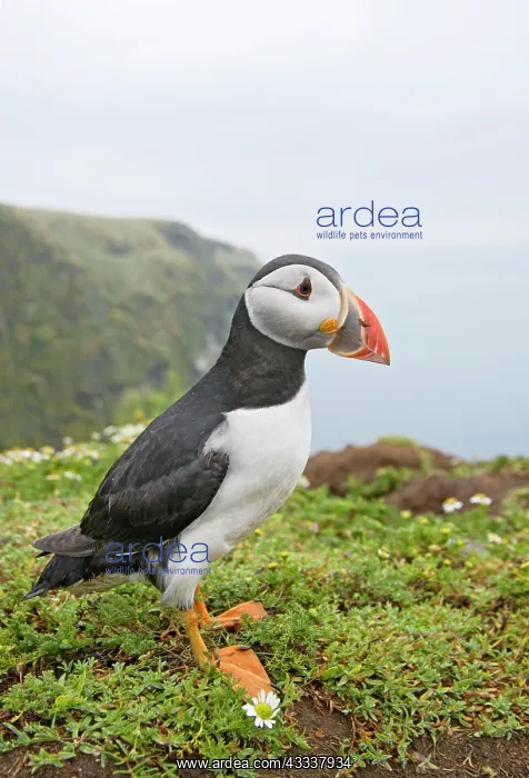 : Puffin - near nest burrow : Puffin - near nest burrow