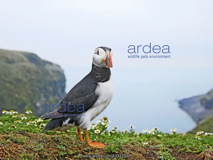 : Puffin - near nest burrow : Puffin - near nest burrow