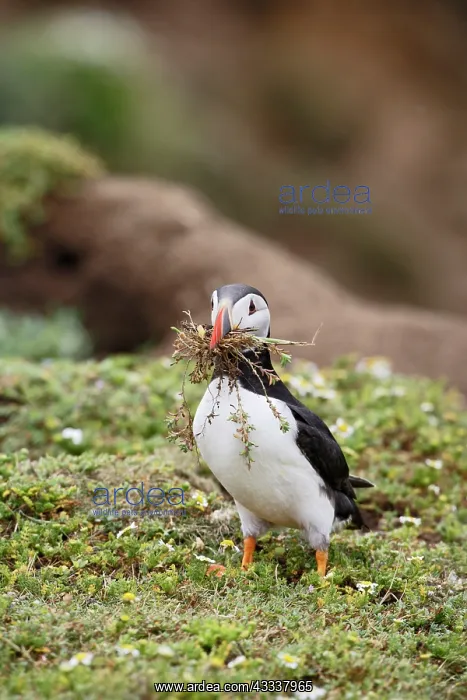 : Puffin - with nest material : Puffin - with nest material