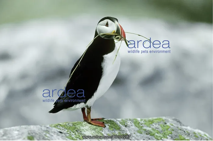 : Puffin with nesting material in its beak : Puffin with nesting material in its beak