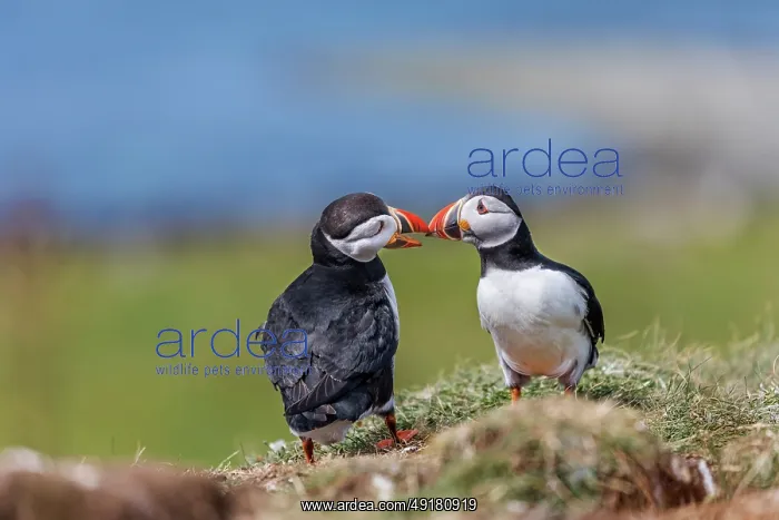 : Puffin - Pair - Courting - UK : Puffin - Pair - Courting - UK