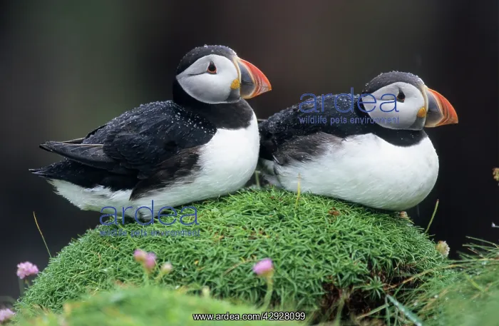 : PUFFIN - Pair resting : PUFFIN - Pair resting