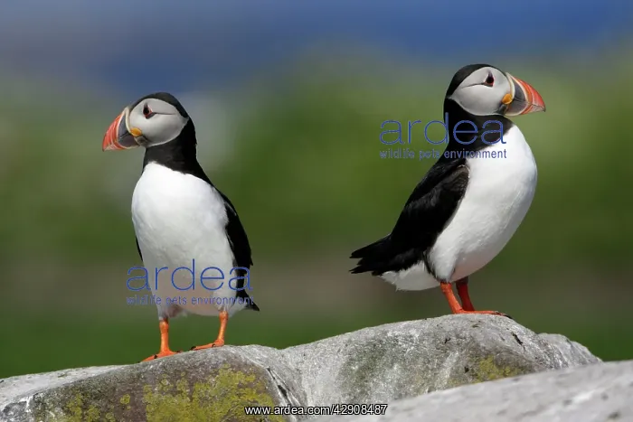 : Puffin - pair resting on rock : Puffin - pair resting on rock