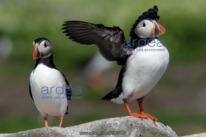 : Puffin - pair on rock, one bird drying its wings : Puffin - pair on rock, one bird drying its wings