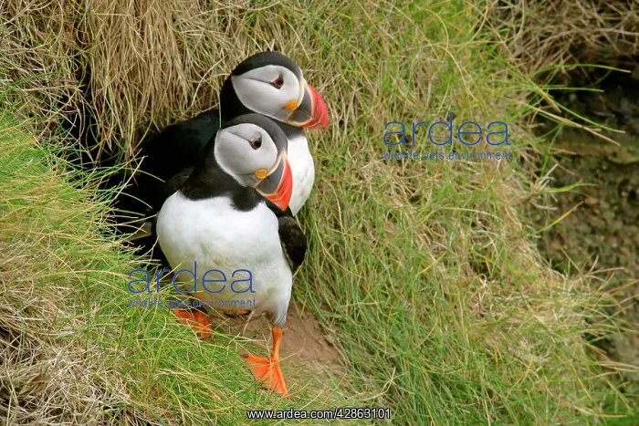  : Puffin - pair sitting in front of burrow on a steep cliff