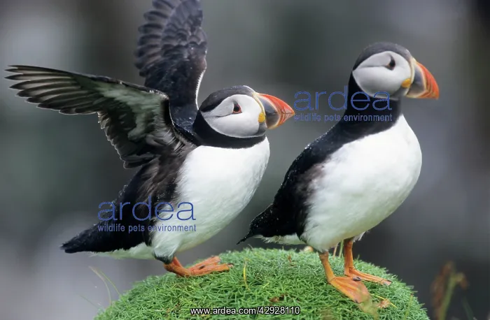 : PUFFIN - Pair, one with wings outstretched : PUFFIN - Pair, one with wings outstretched