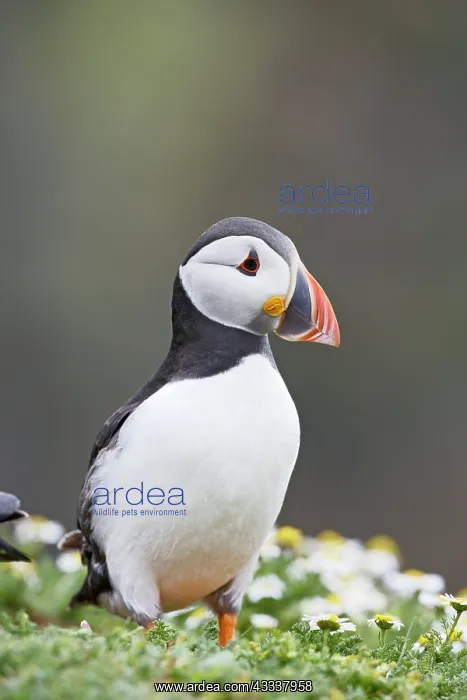 : Puffin - portrait : Puffin - portrait