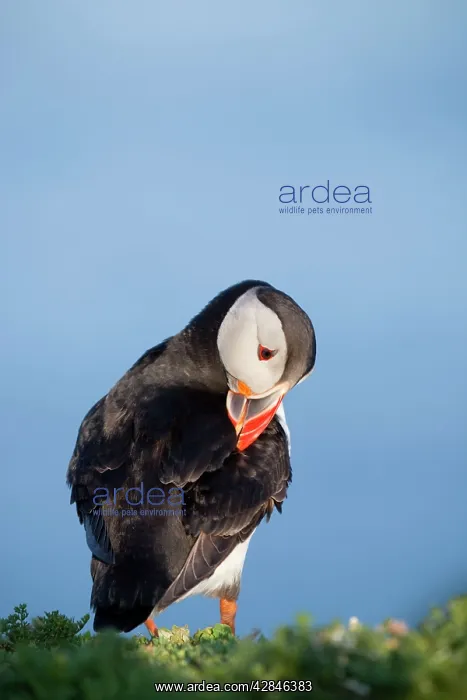 : Puffin - preening : Puffin - preening